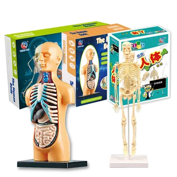 1set Anatoomia Mudel Lapsed Inimese Keha Anatoomia Mudel Eemaldatav inimkeha Mudel ForMedical Üliõpilaste Hariduslike Teadus-Õpe