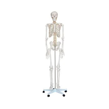 Elus-Suuruses Meditsiinilise Inimese Anatoomilise Skelett Mudel 180cm Pikk